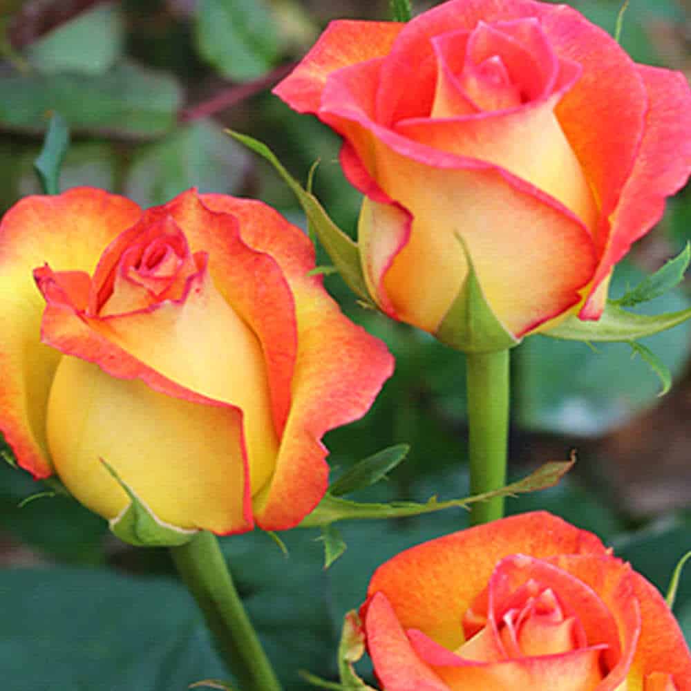 تصویر 3 از رز هلندی آبی مناسب تزیین